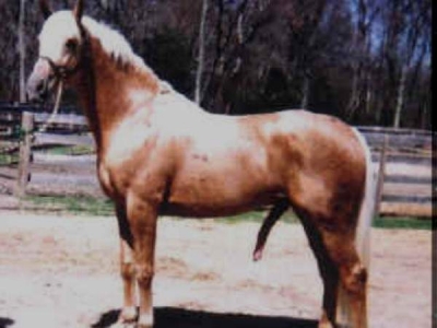 1237-horse_dick[1].jpg